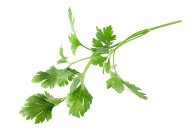 Aromatic fresh green parsley isolated on white