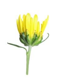 Photo of Beautiful yellow chrysanthemum flower isolated on white