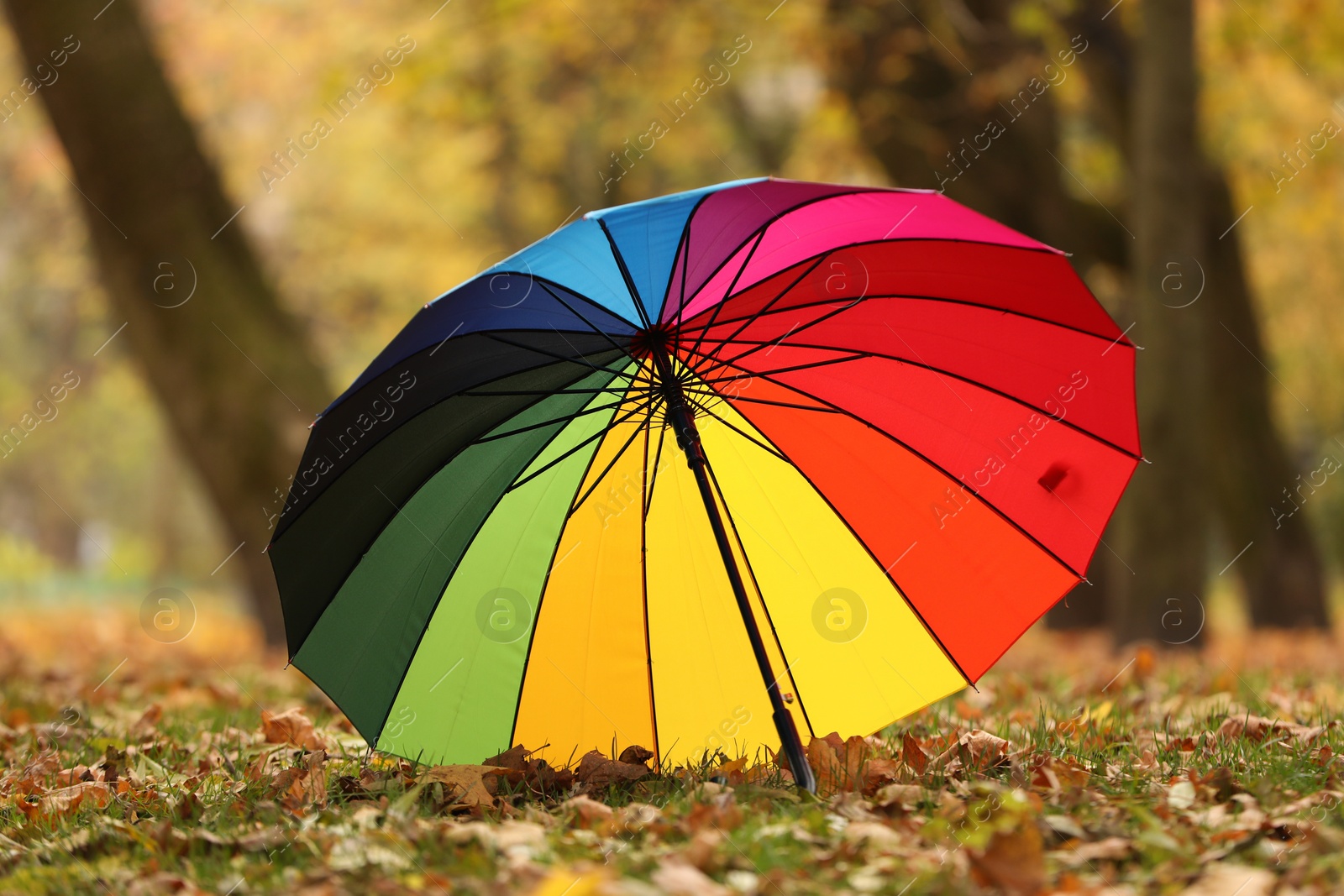 Photo of Open rainbow umbrella on fallen leaves in autumn park