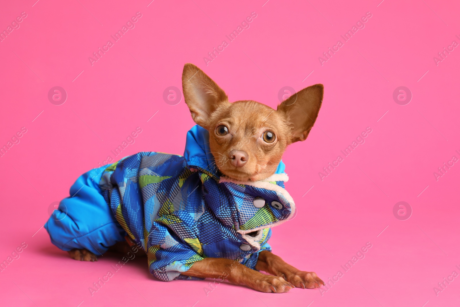 Photo of Cute toy terrier in warm clothes on color background. Domestic dog