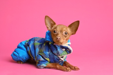 Photo of Cute toy terrier in warm clothes on color background. Domestic dog