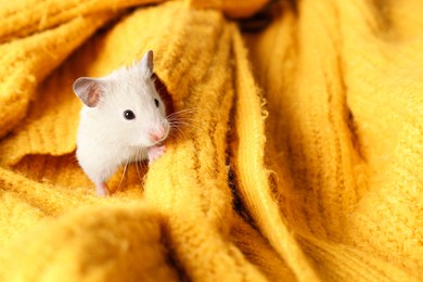 Photo of Cute little hamster on yellow knitted sweater