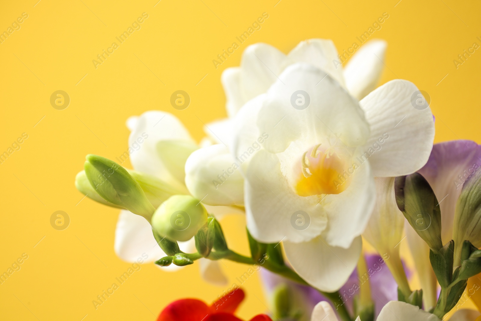 Photo of Beautiful freesia flowers on color background, closeup