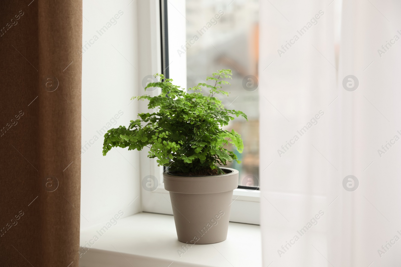 Photo of Beautiful green fern in pot on white window sill