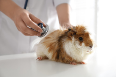 Photo of Female veterinarian examining guinea pig in clinic, closeup