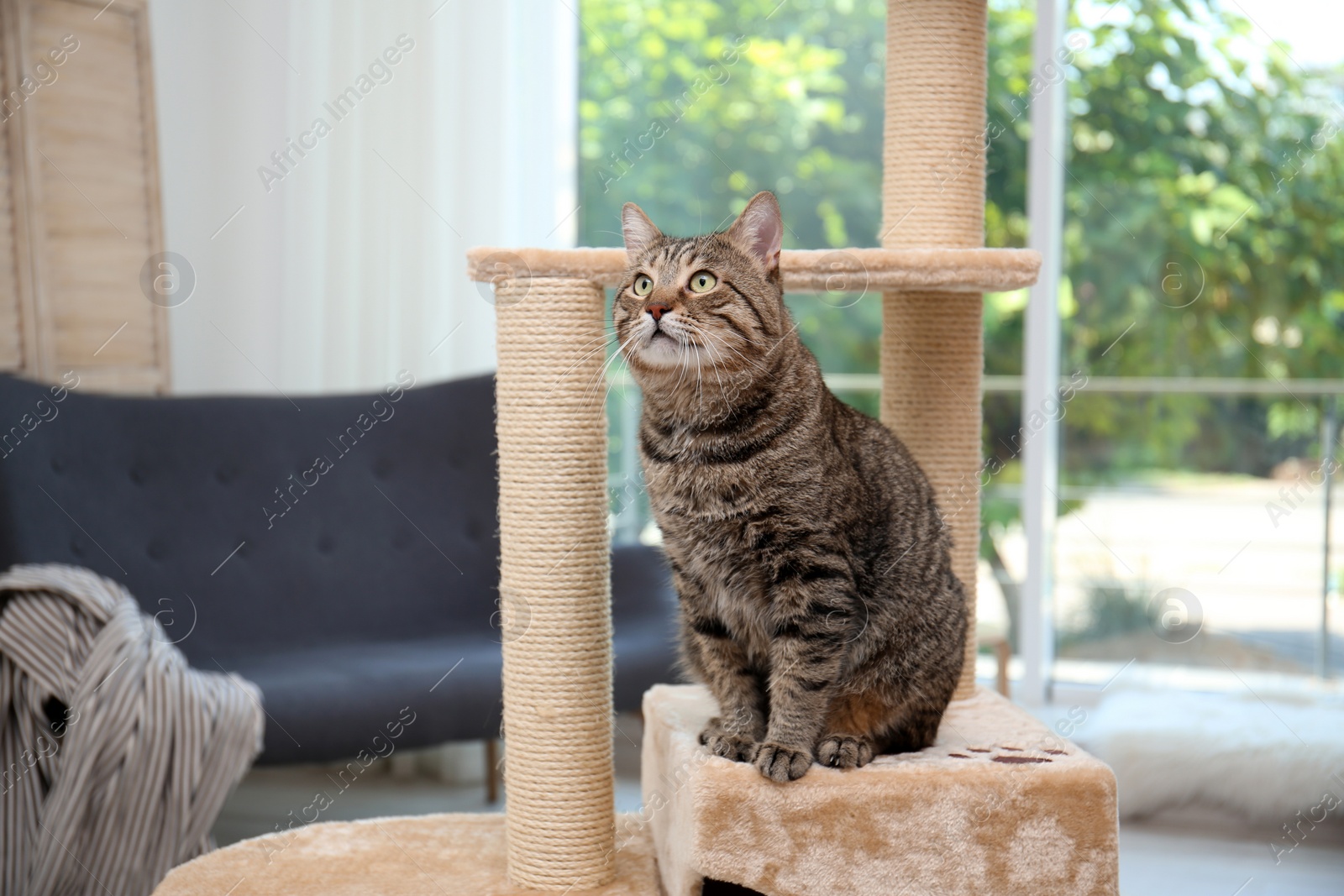 Photo of Cute pussycat on cat tree at home