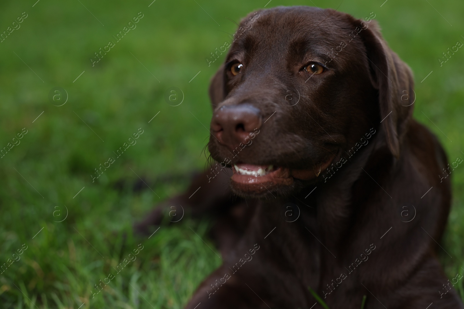 Photo of Adorable Labrador Retriever dog lying on green grass in park, closeup. Space for text