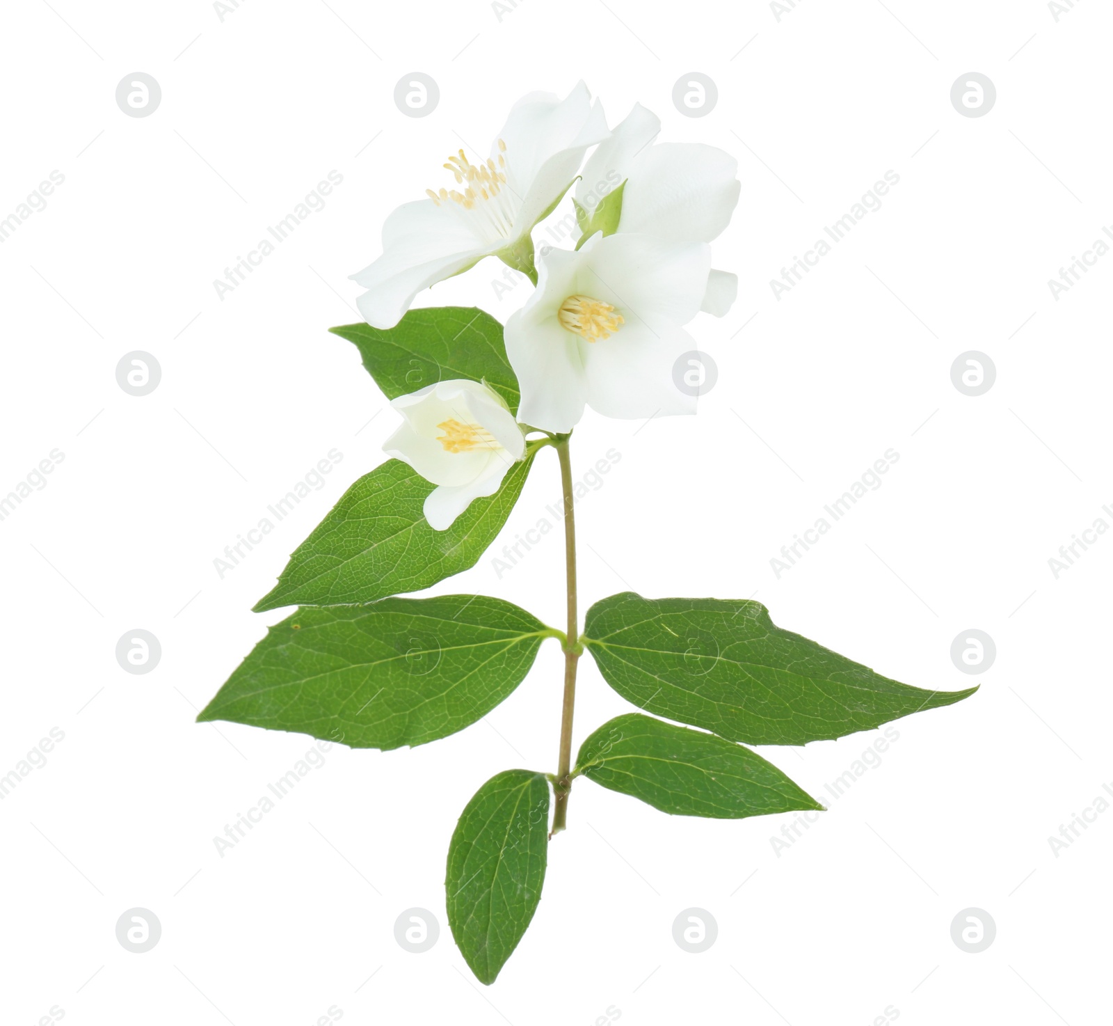 Photo of Branch of jasmine flowers and leaves isolated on white