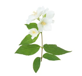 Photo of Branch of jasmine flowers and leaves isolated on white