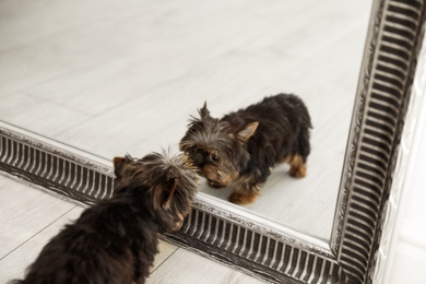 Photo of Cute Yorkshire terrier puppy looking into mirror indoors. Happy dog