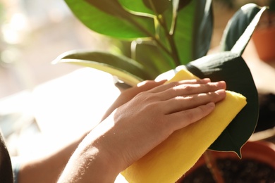 Woman taking care of home plant indoors, closeup