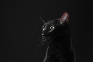 Photo of Adorable cat on black background, space for text. Lovely pet