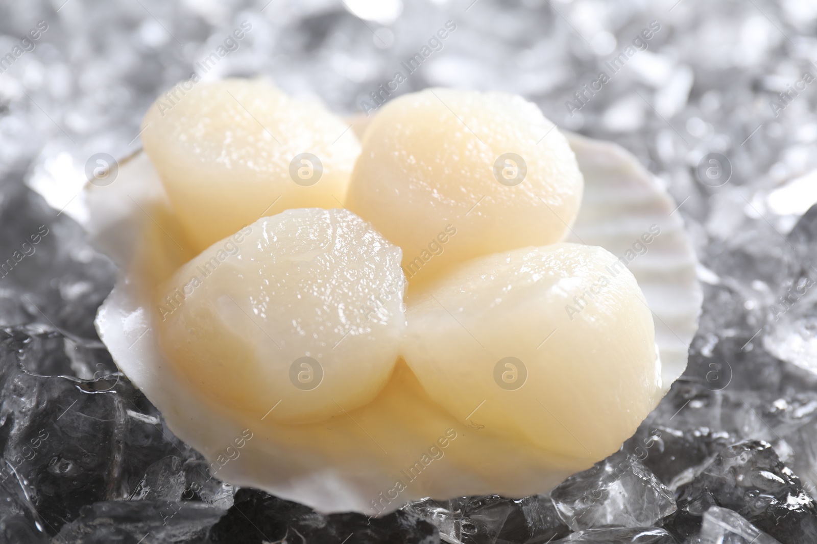 Photo of Fresh raw scallops in shell on ice cubes, closeup