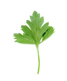 Fresh green organic parsley on white background