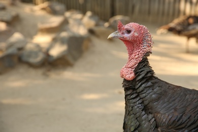 Photo of Beautiful domestic turkey in yard, space for text. Farm animal
