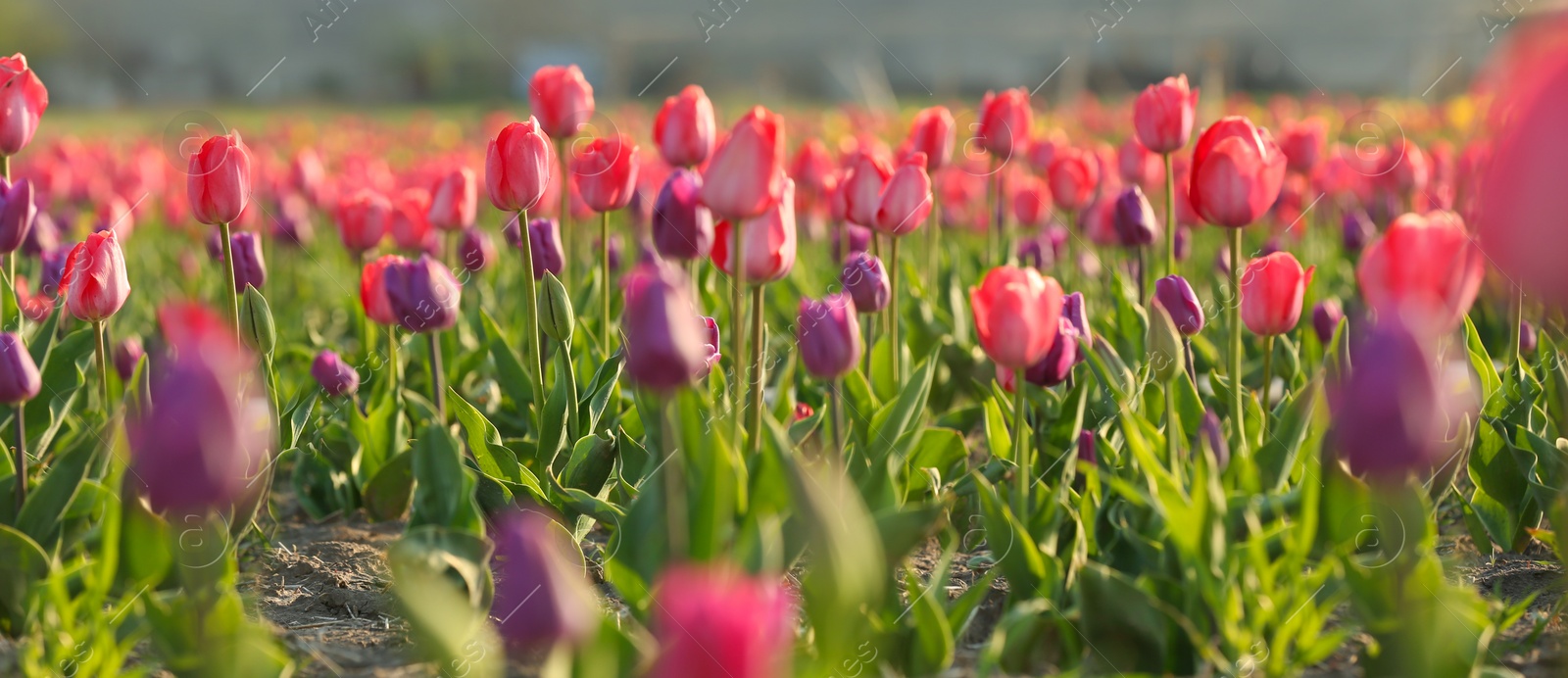 Photo of Field with fresh beautiful tulips. Blooming flowers