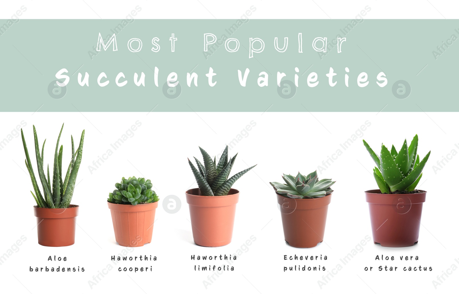 Image of Most popular succulent varieties. Houseplants and names on white background