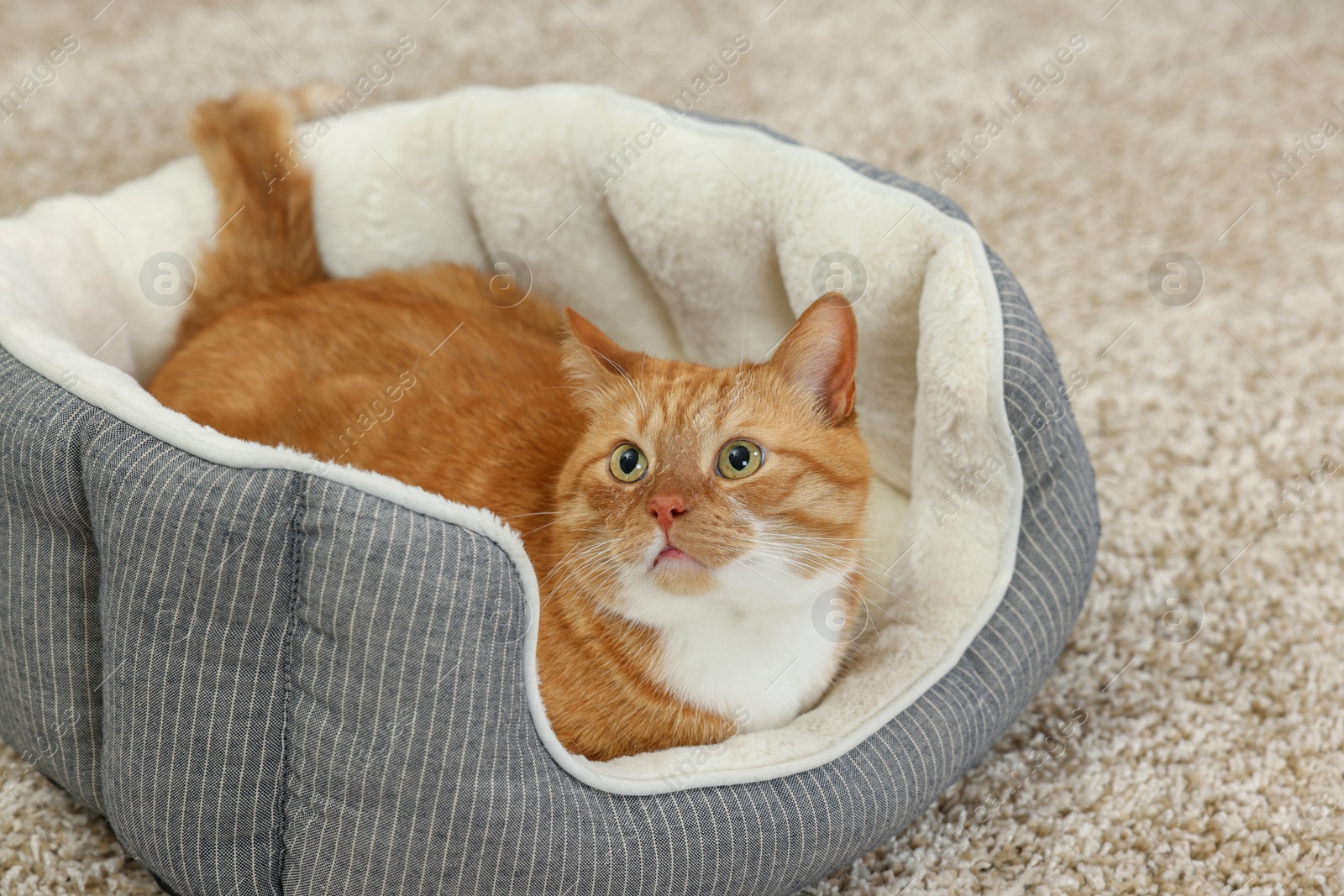 Photo of Cute ginger cat lying on pet bed at home