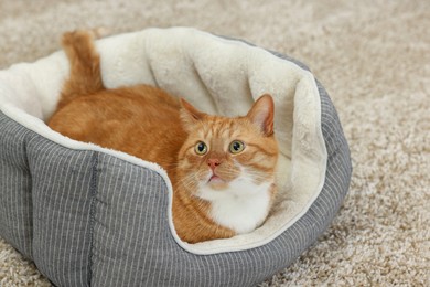 Cute ginger cat lying on pet bed at home