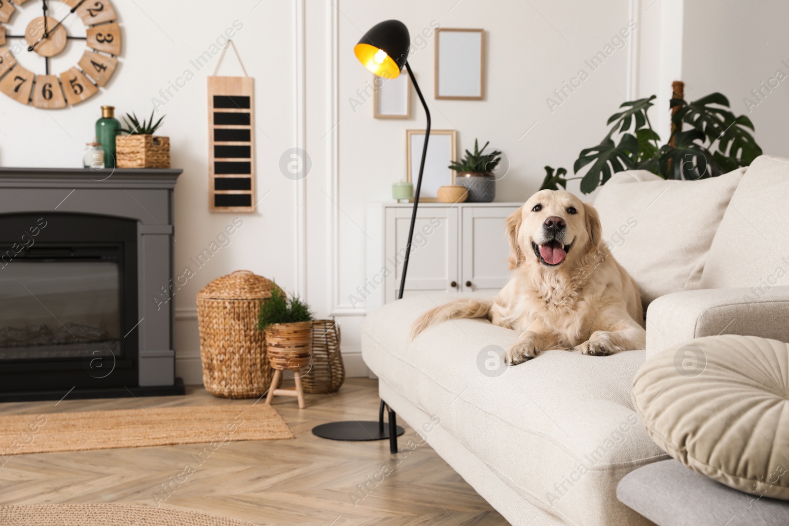 Photo of Adorable Golden Retriever dog on sofa near electric fireplace indoors