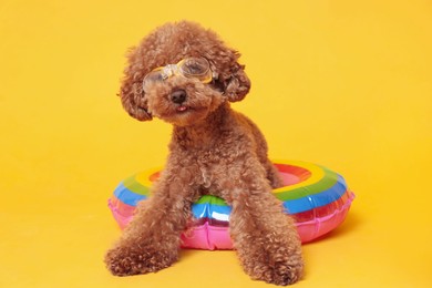 Photo of Cute Maltipoo dog with inflatable ring and swimming goggles on orange background