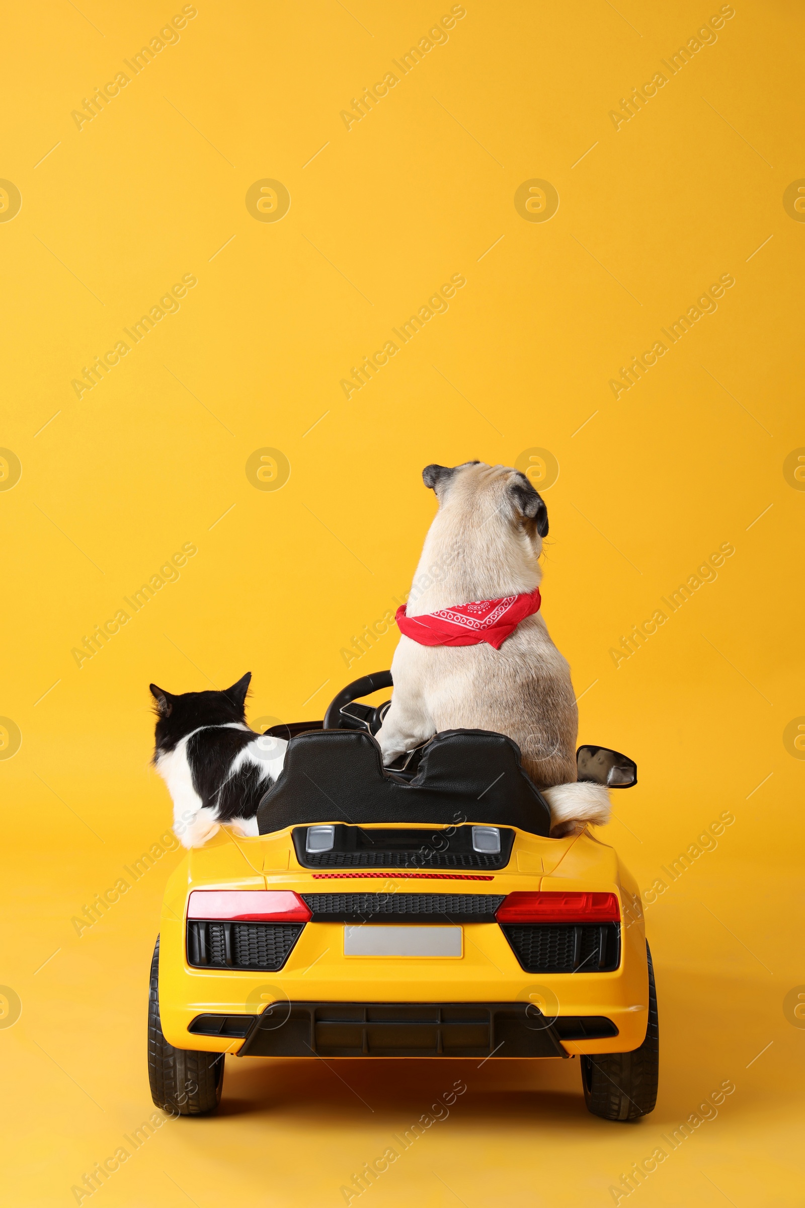 Photo of Cute pug dog and cat in toy car on yellow background, back view