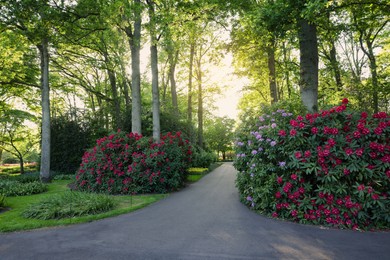 Photo of Beautiful park with blooming rhododendron plants on sunny day. Spring season