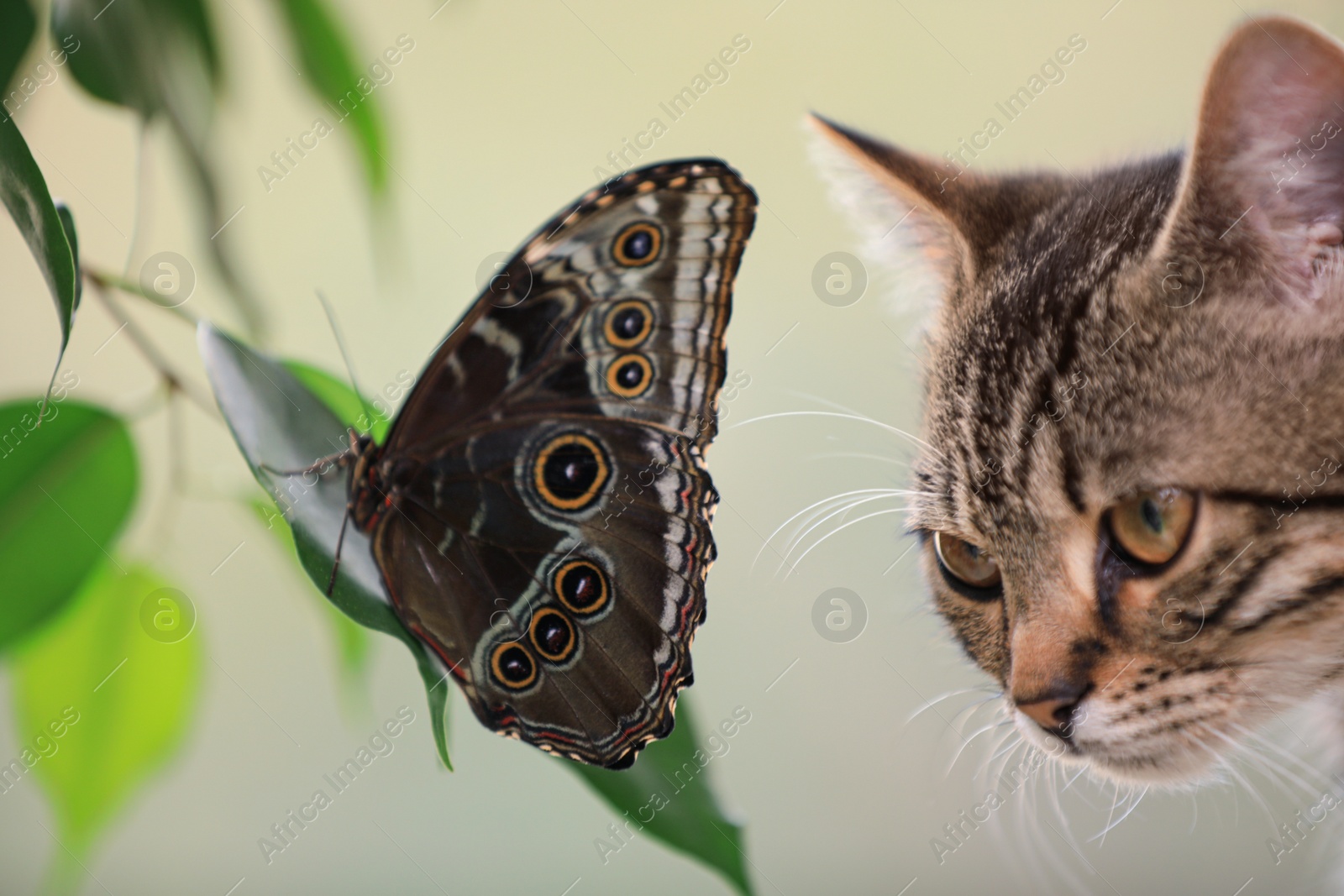 Photo of Beautiful Blue Morpho butterfly and tabby cat, closeup