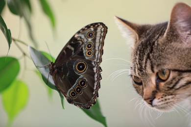 Beautiful Blue Morpho butterfly and tabby cat, closeup