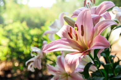 Beautiful blooming lily flowers in garden, closeup