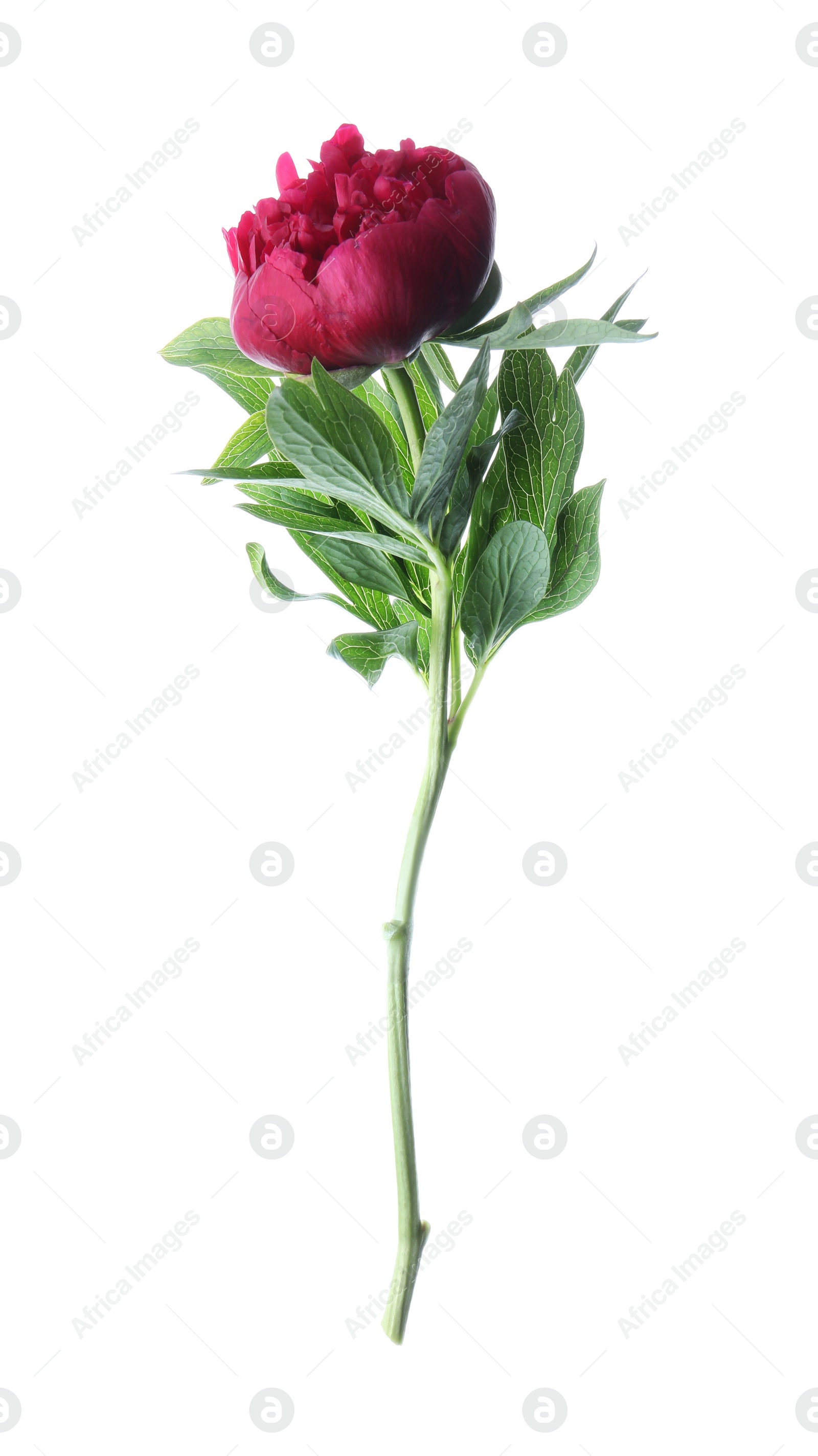 Photo of Beautiful red peony with leaves isolated on white