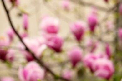 Blurred view of beautiful magnolia tree with pink blossom outdoors. Bokeh effect