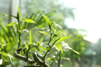 Bamboo stems with water drops on blurred background, closeup