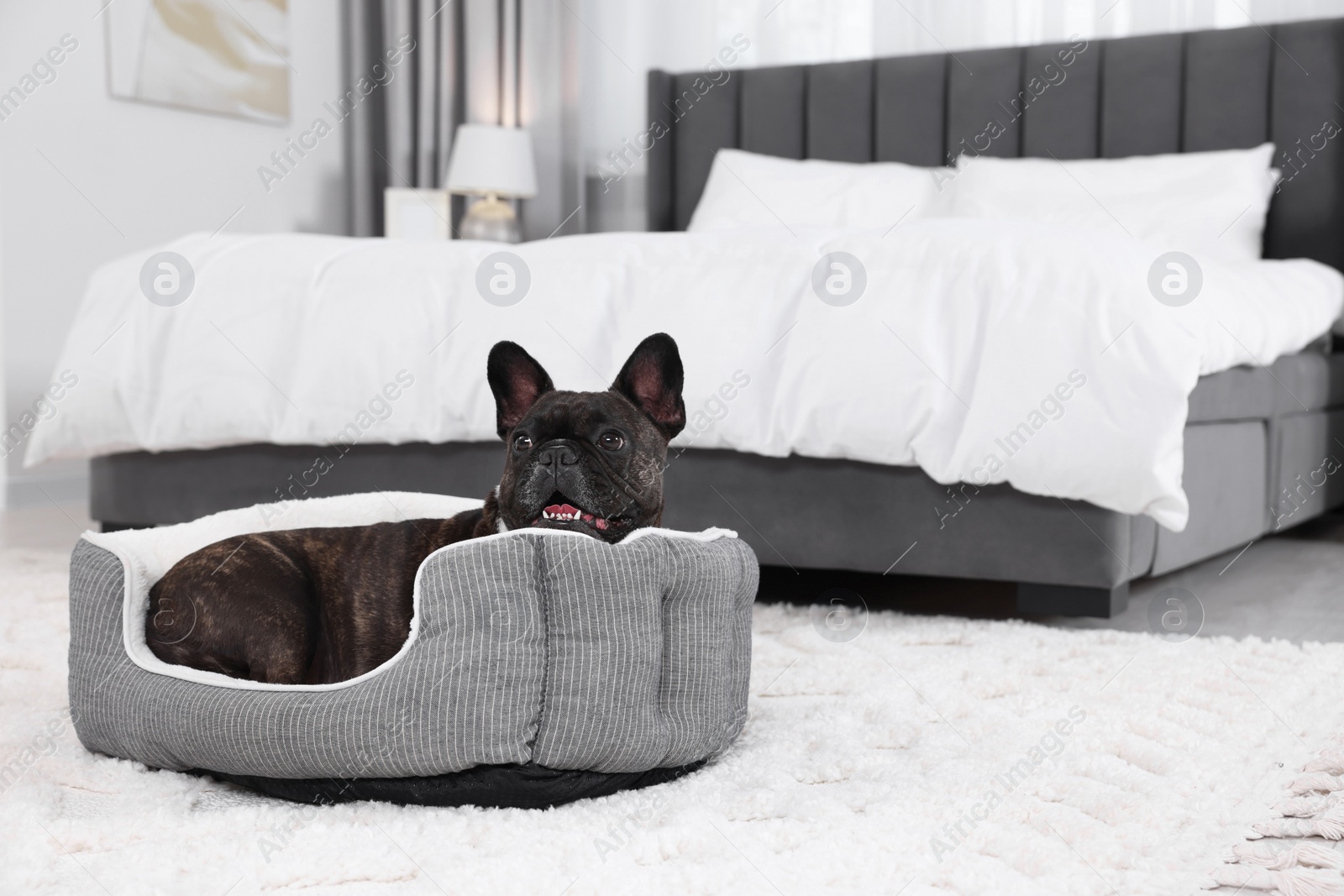 Photo of Adorable French Bulldog lying on dog bed indoors. Lovely pet