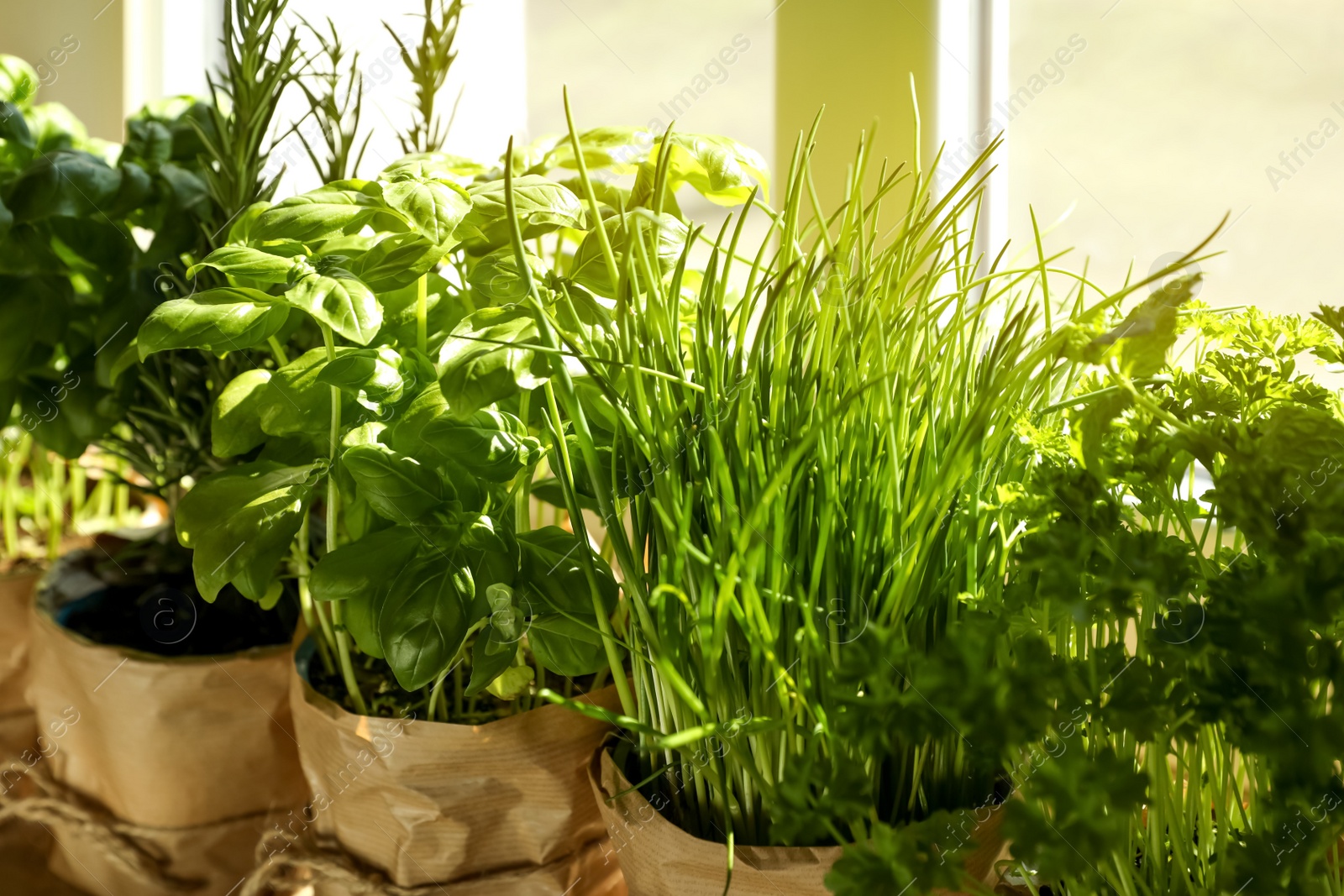 Photo of Different aromatic potted herbs near window indoors