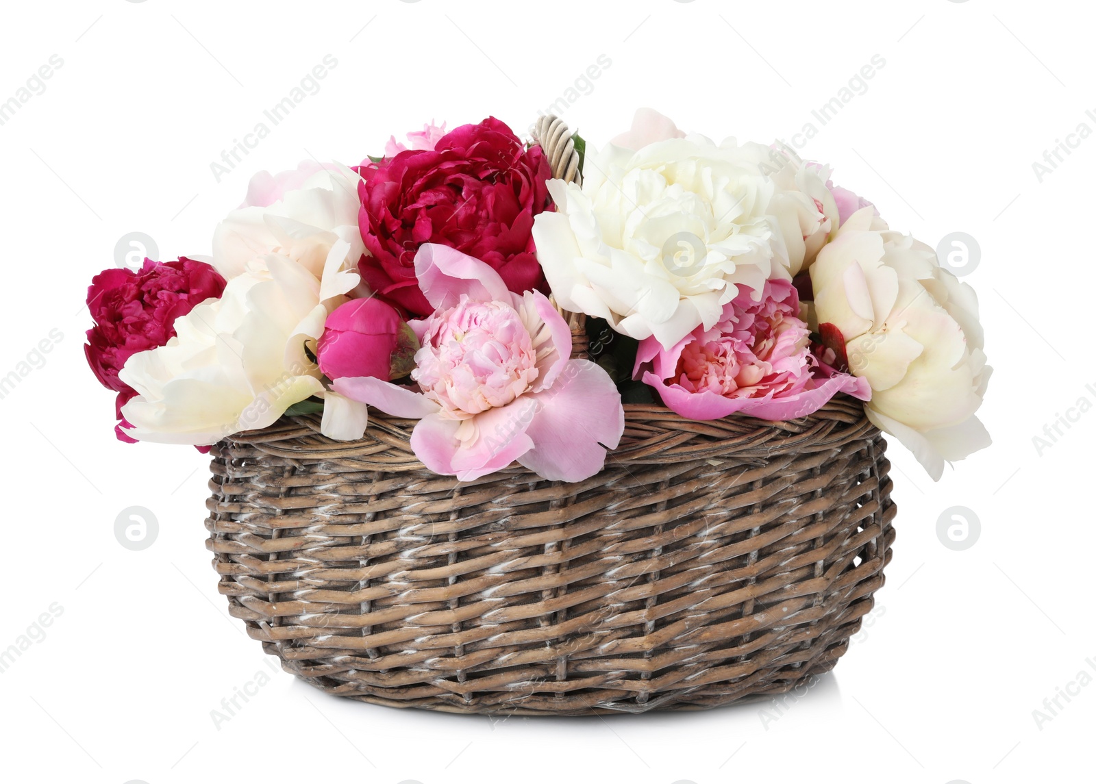 Photo of Beautiful peonies in wicker basket isolated on white