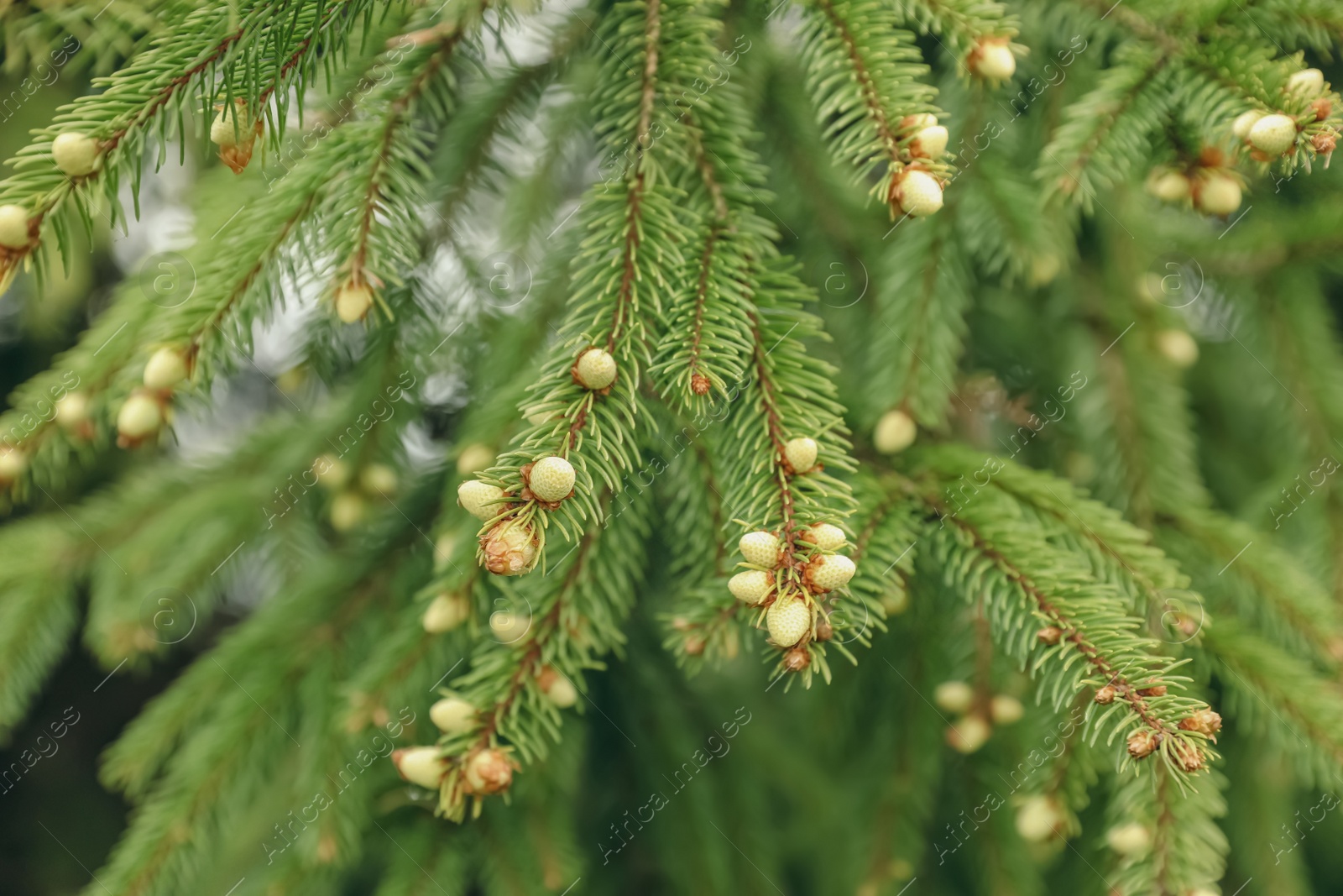 Photo of Green branches of beautiful conifer tree with small cones outdoors, closeup