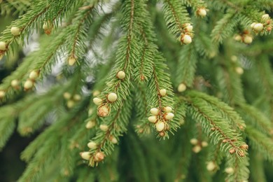 Green branches of beautiful conifer tree with small cones outdoors, closeup