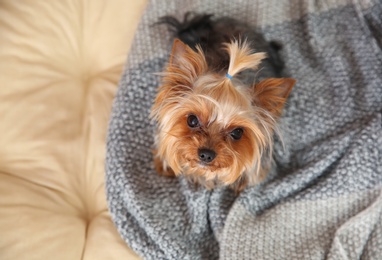 Photo of Yorkshire terrier with warm plaid on pet bed, top view. Space for text