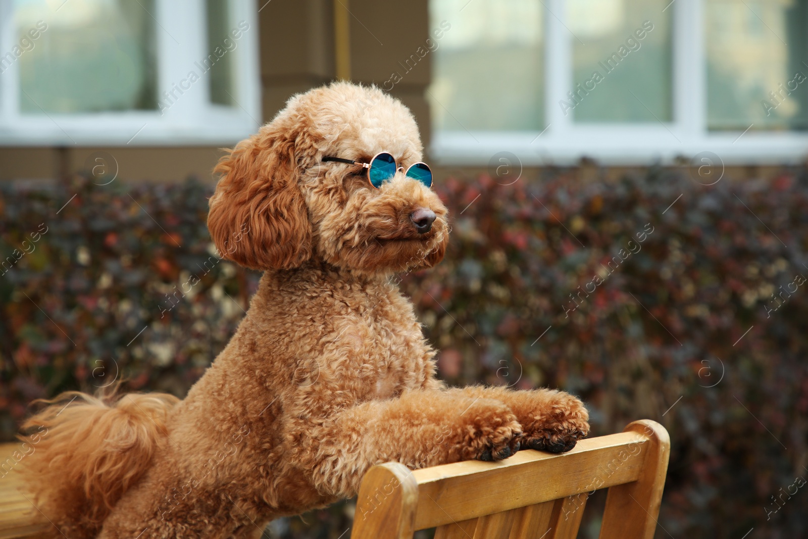 Photo of Cute fluffy dog with sunglasses in outdoor cafe