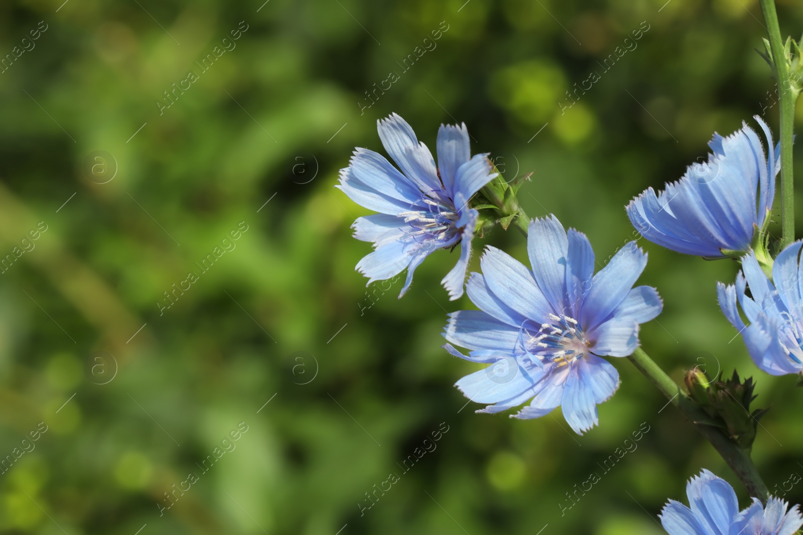 Photo of Beautiful blooming chicory flowers growing outdoors, closeup. Space for text