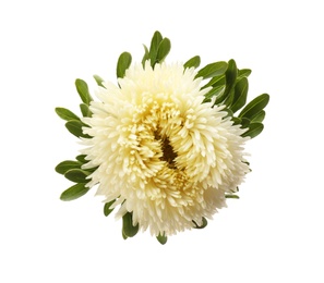 Beautiful aster isolated on white, top view. Autumn flower