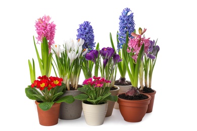 Different beautiful potted flowers on white background