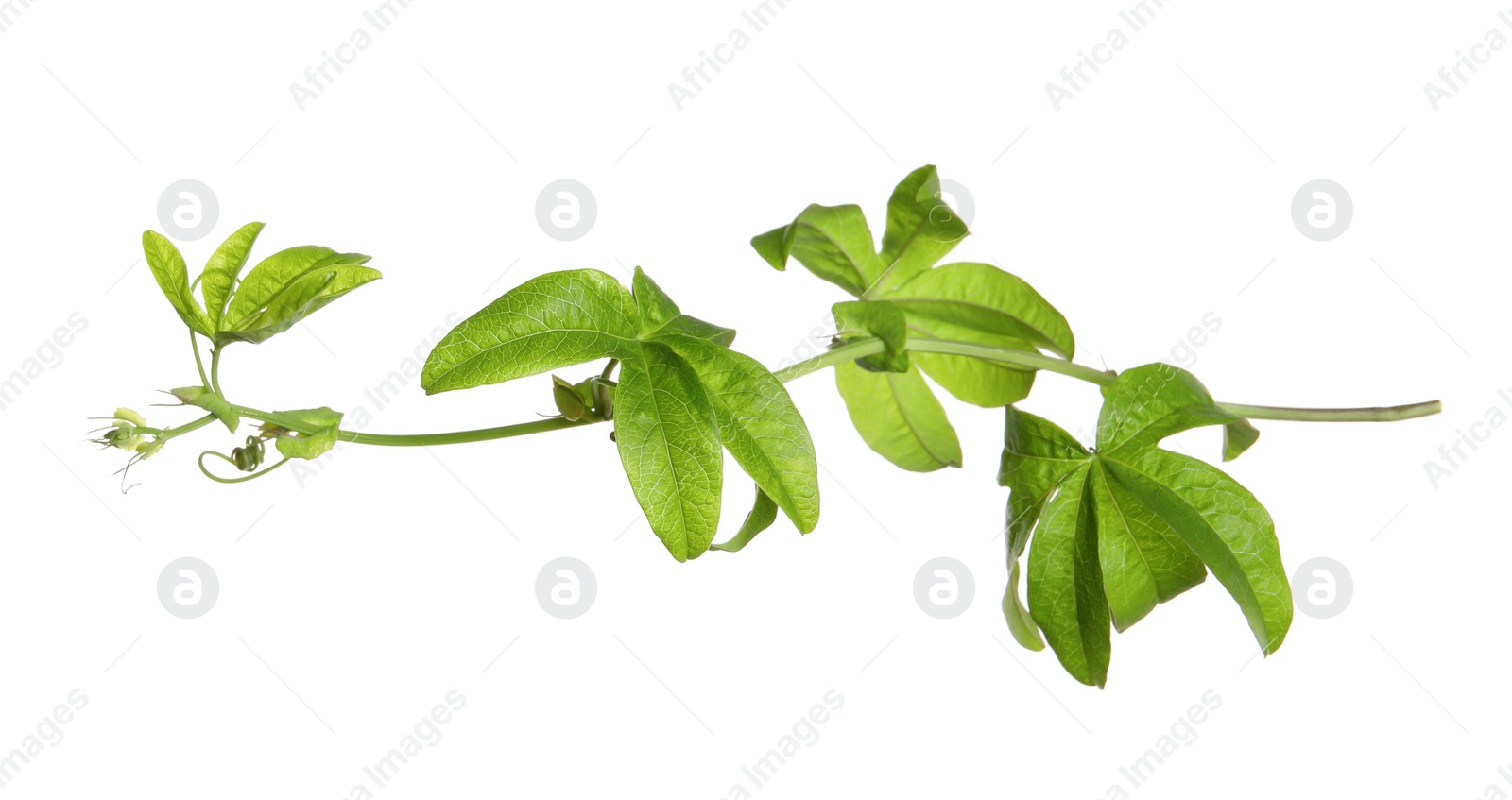 Photo of Branch of passion fruit plant (Passiflora) isolated on white