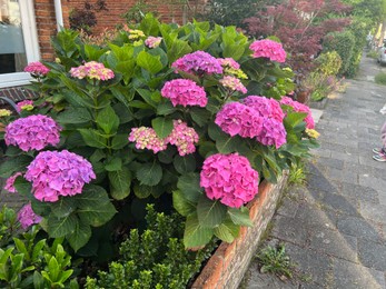 Photo of Beautiful hortensia plants with colorful flowers growing outdoors