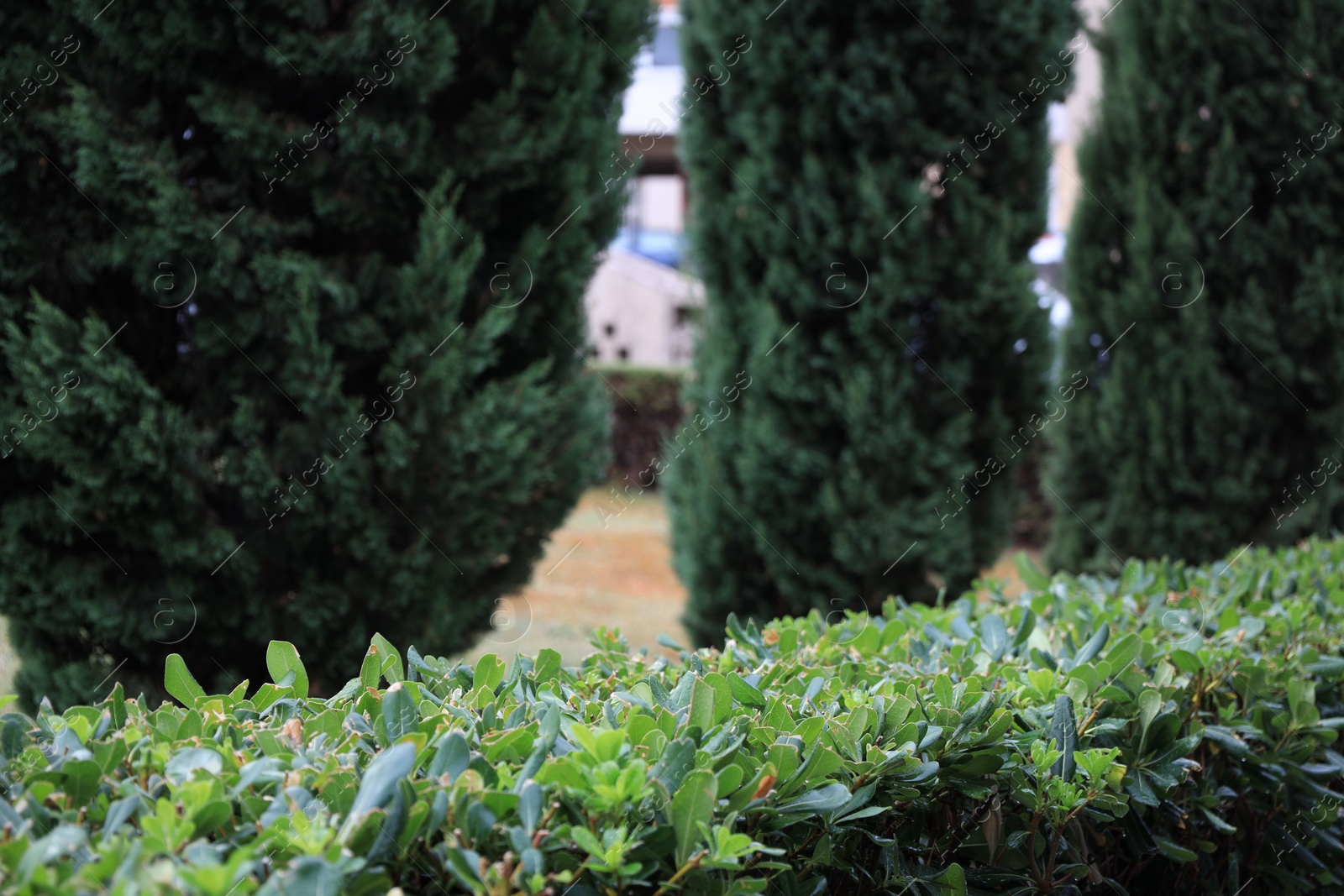 Photo of Beautiful green plants growing outdoors on autumn day