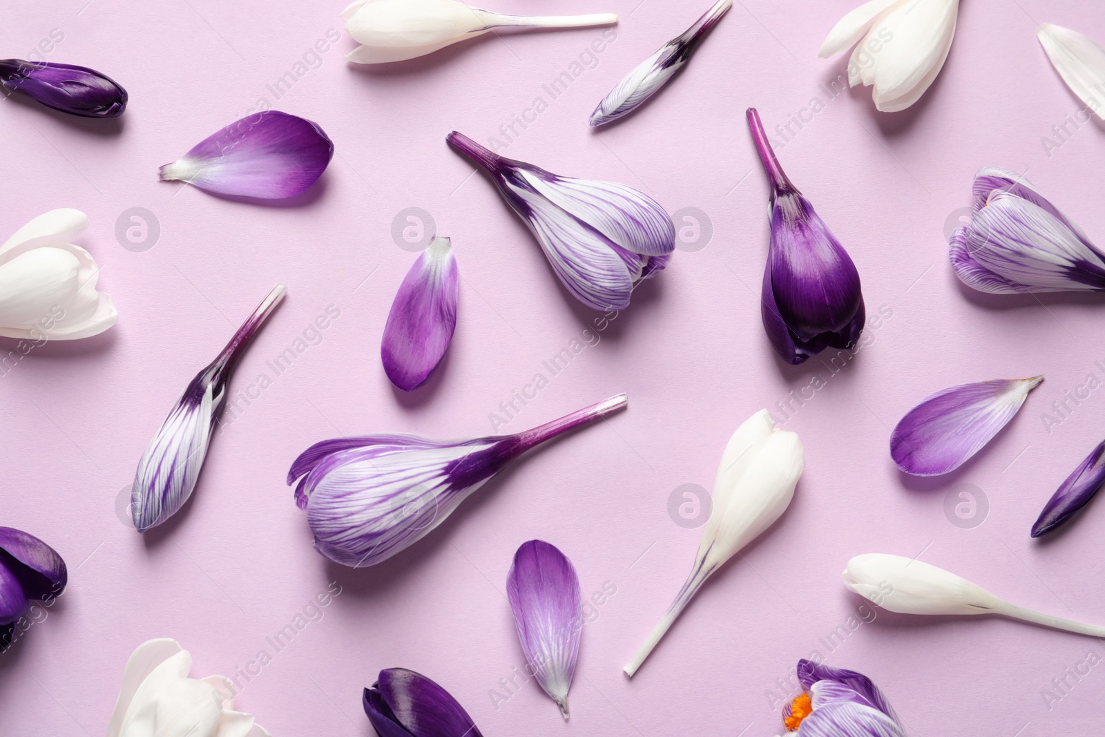 Photo of Flat lay composition with spring crocus flowers on color background