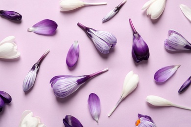 Photo of Flat lay composition with spring crocus flowers on color background