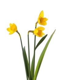 Photo of Beautiful blooming yellow daffodils on white background