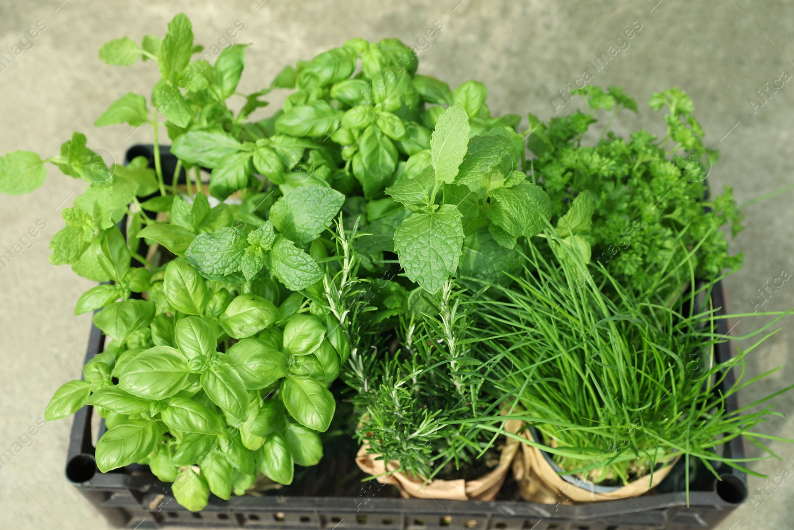 Photo of Different aromatic potted herbs in crate, above view